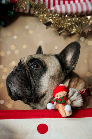 Hundeschleife - Katzenschleife - Weihnachten - The snuggle is real