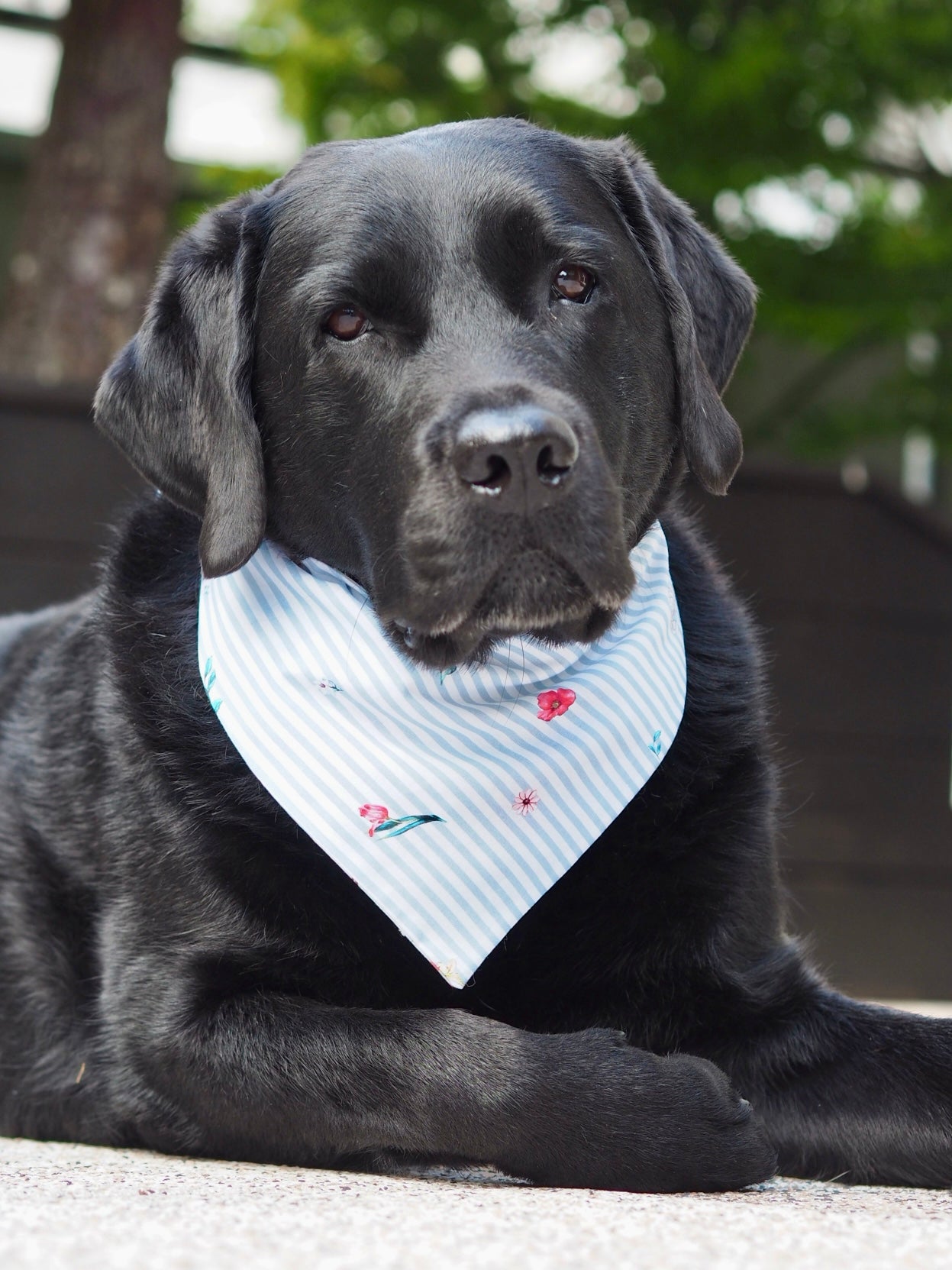 Schwarzer Labrador trägt Hundehalstuch mit Streifen und Blumenmuster