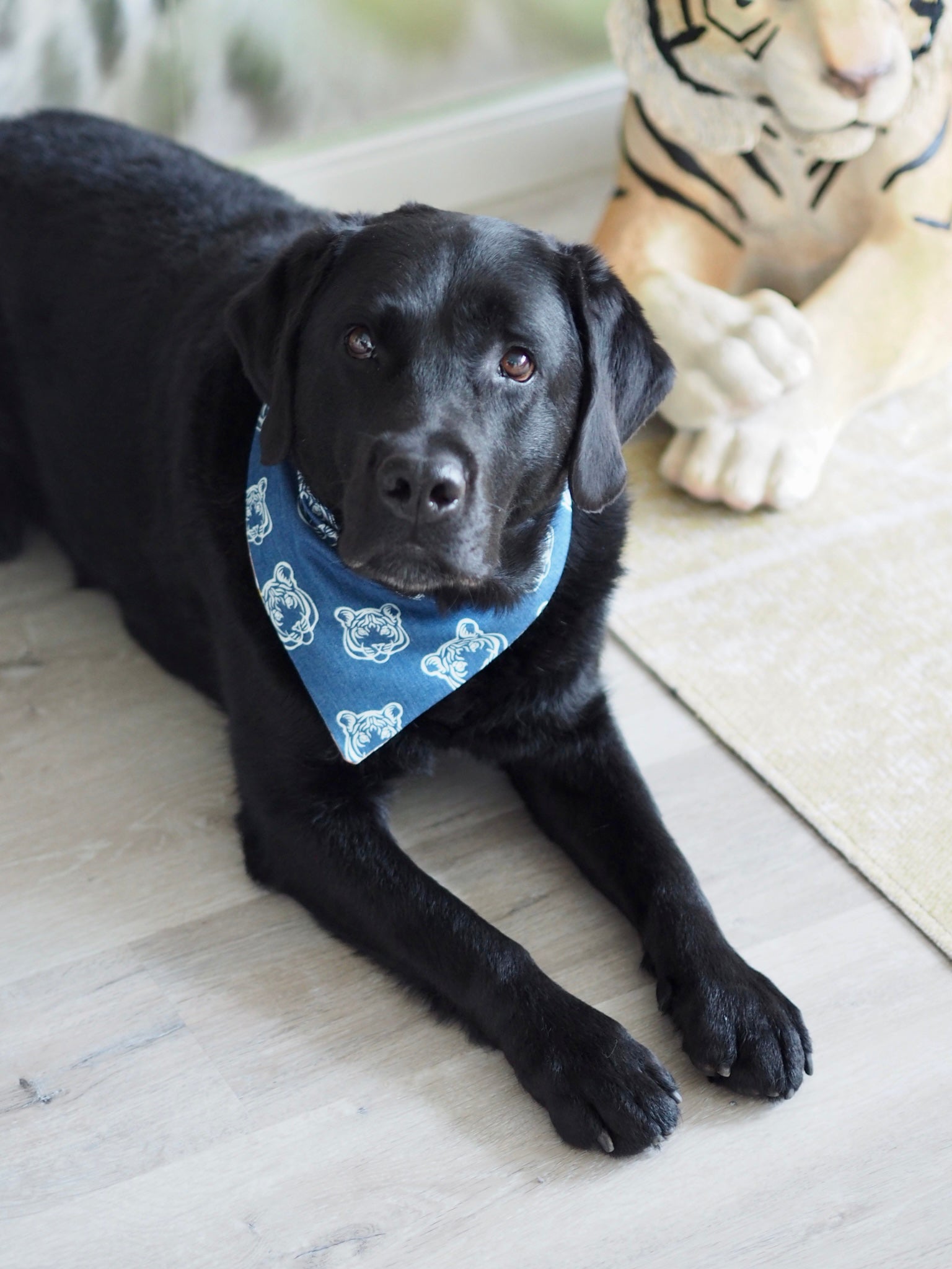 Schwarzer Labrador trägt Hundehalstuch mit Tigern in blau