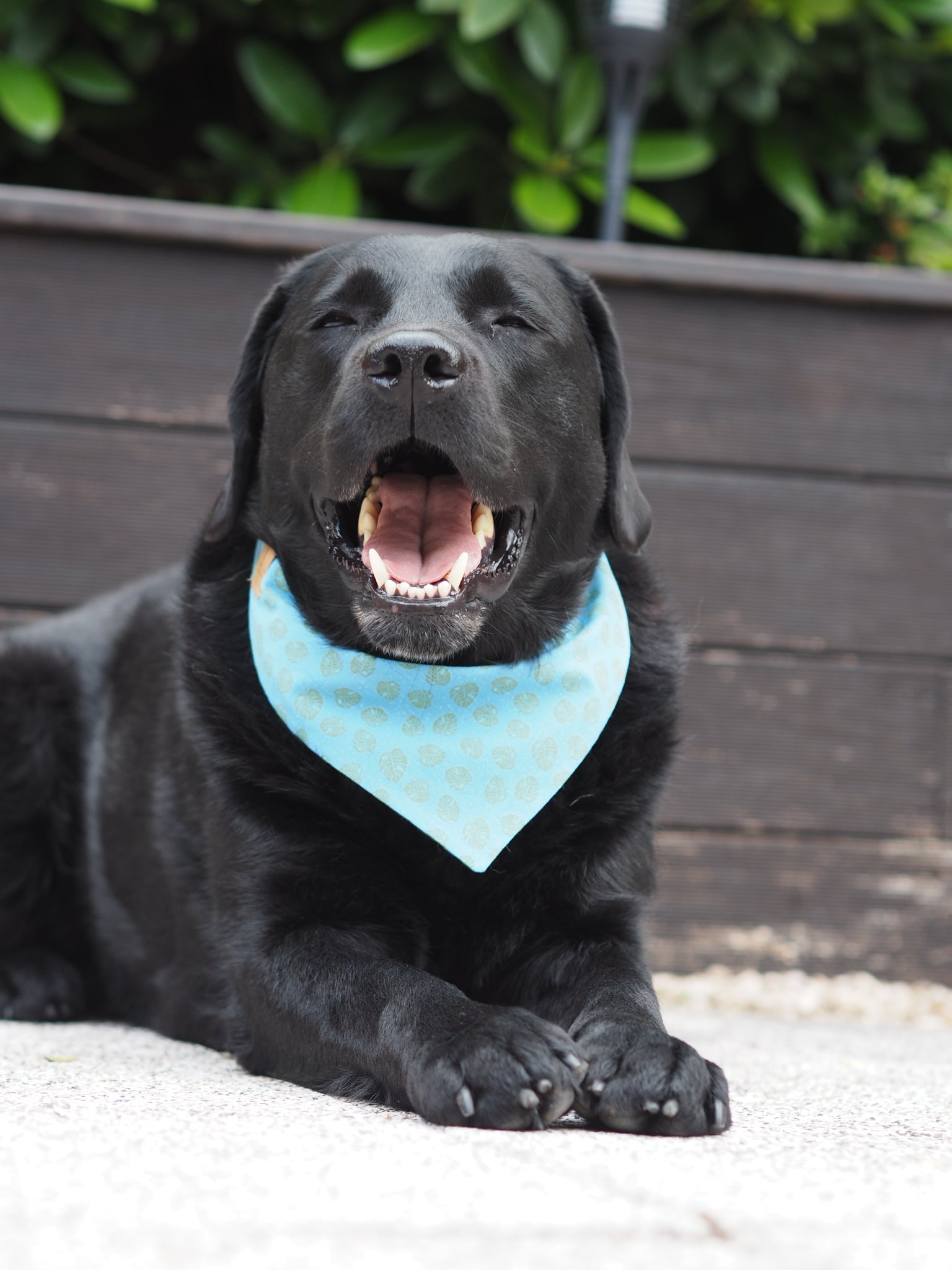 Schwarzer Labrador trägt Hundehalstuch in blau mit Blattmuster