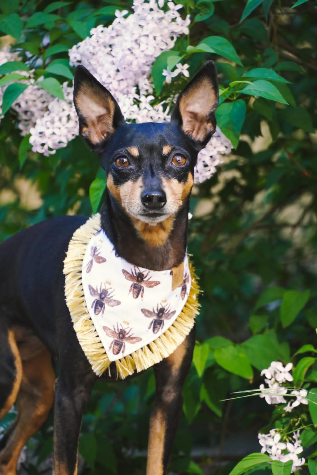 Rehpinscher trägt weißes Hundehalstuch mit Bienen beim Fotoshooting