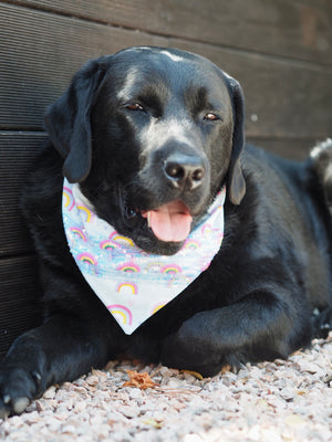 Schwarzer Labrador trägt hellblaues Hundehalstuch mit Pailletten und Regenbogen