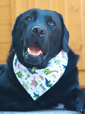 Schwarzer Labrador trägt weißes Hundehalstuch mit Dinos