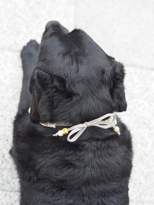 Schwarzer Labrador trägt Hundehalstuch zum Binden mit Buchstabenperle