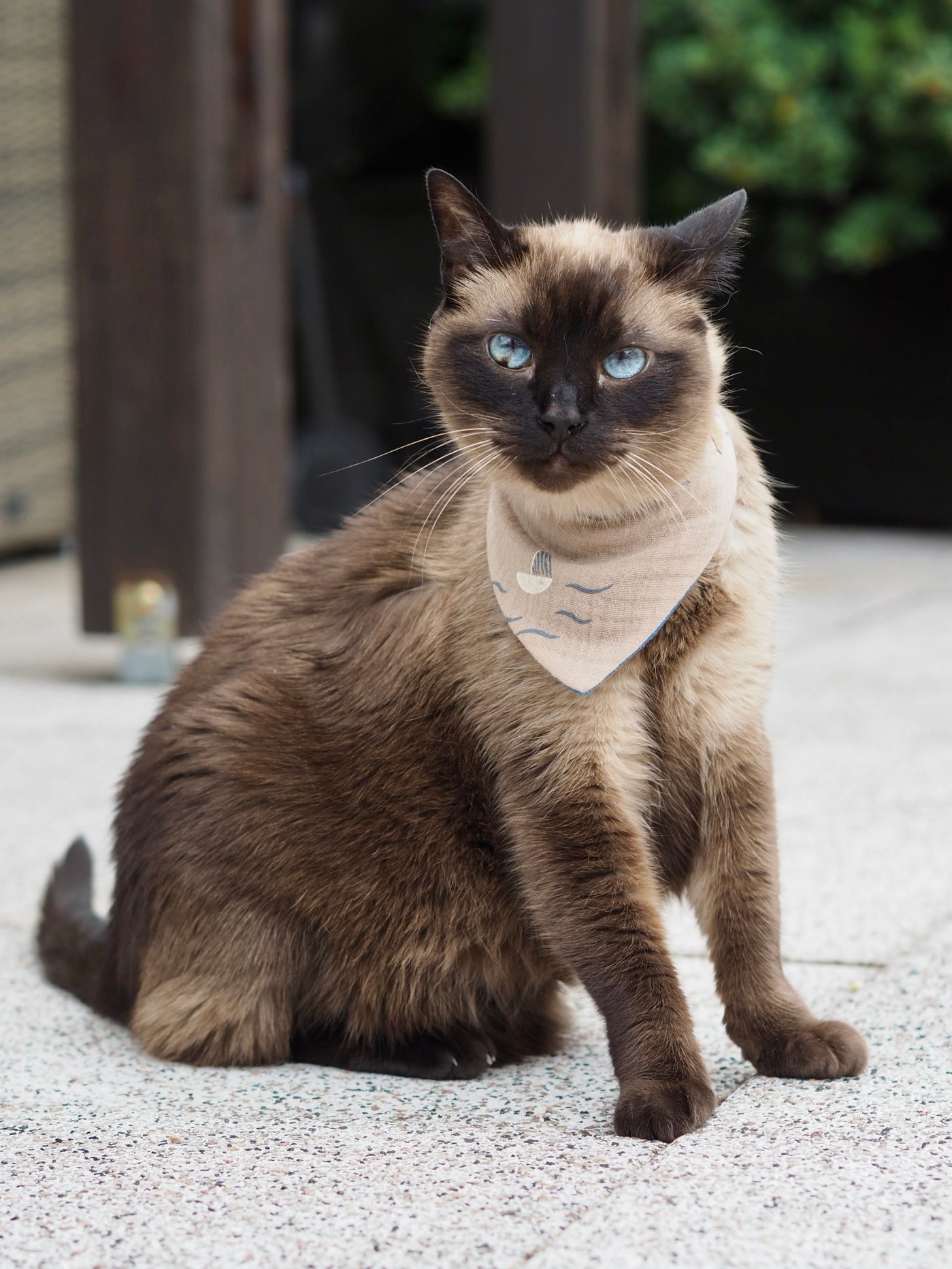 Sitzende Siamkatze trägt Katzenhalstuch aus Musselin in beige mit Segelboot